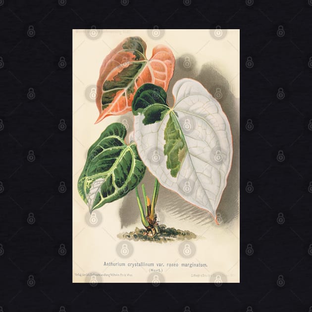 Variegated Anthurium crystallinum - Wiener illustrierte Garten-Zeitung - Botanical Illustration by chimakingthings